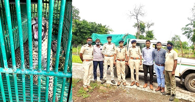 સણોસરામાં રંજાડ કરનાર દીપડો પિંઝરામાં...