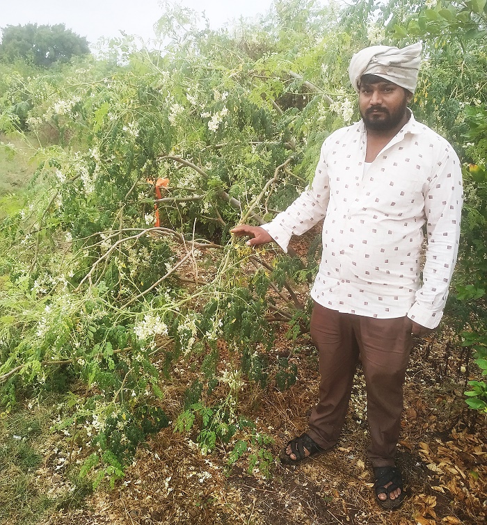 ઈશ્વરિયા - માવઠાથી સરગવાના પાકનો સોથ