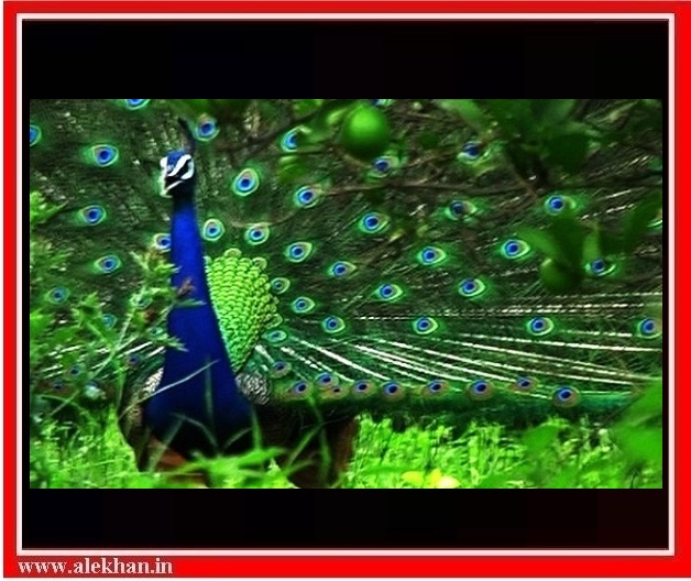 અષાઢી બીજનો થનગનાટ...